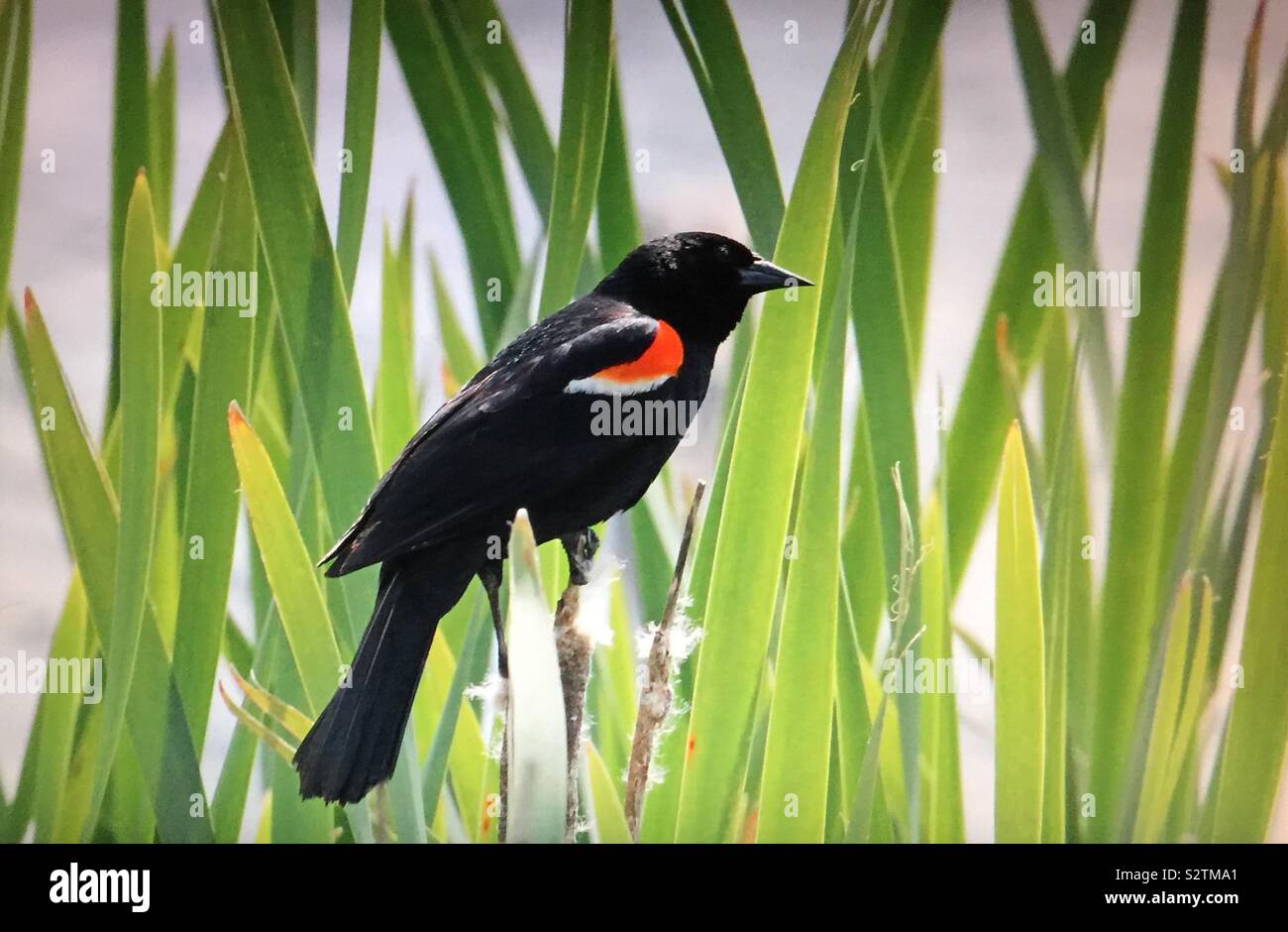 Birds of North America , red-winged blackbird - Smartphone Captured Stock Image