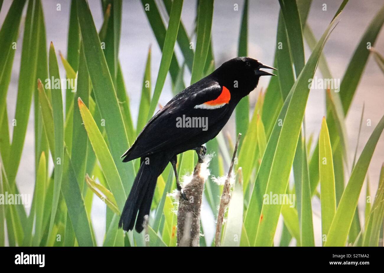 Birds of North America , red-winged blackbird - Smartphone Captured Stock Image