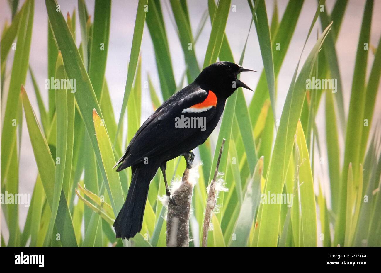 Birds of North America , red-winged blackbird - Smartphone Captured Stock Image
