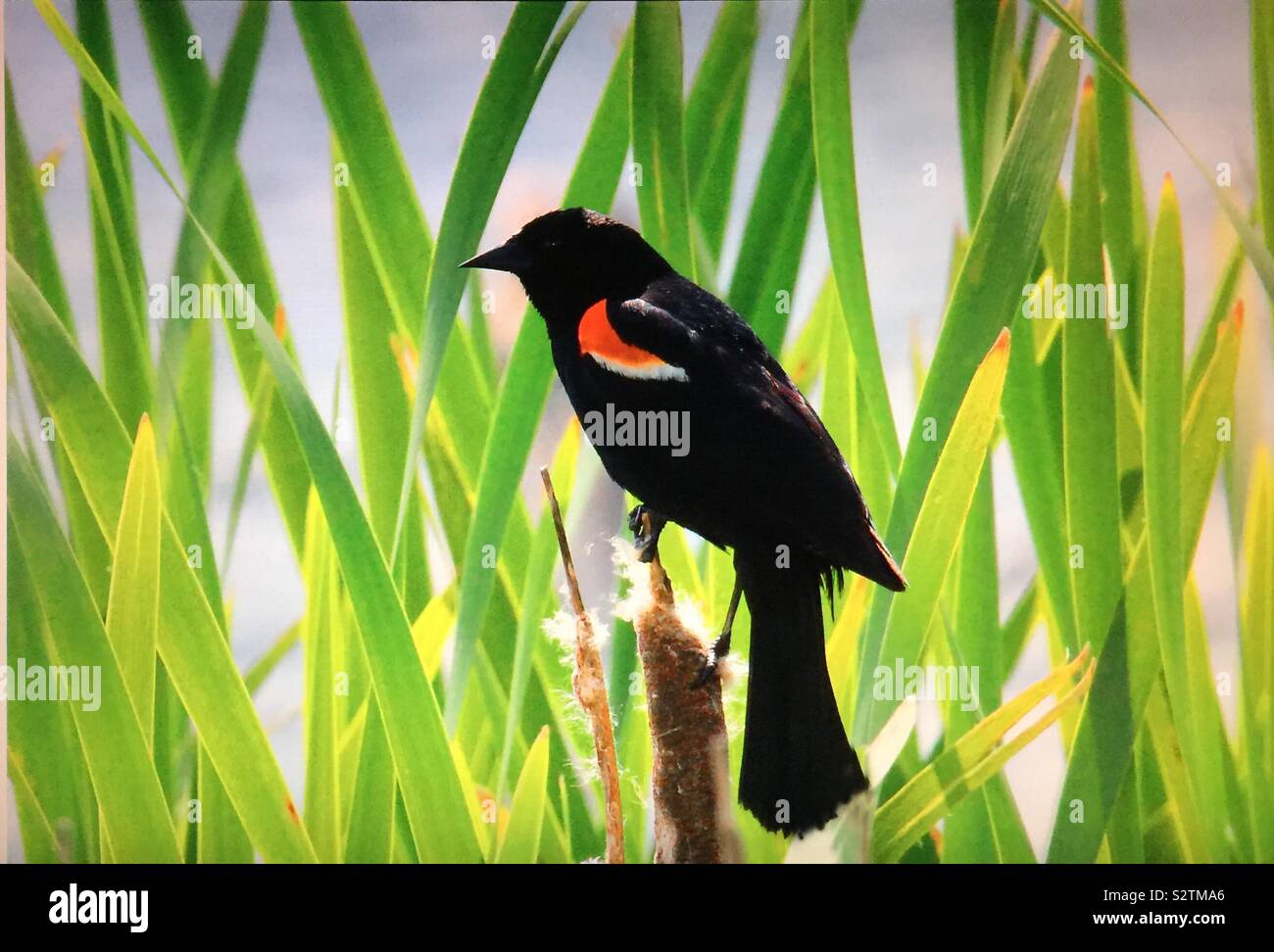 Birds of North America , red-winged blackbird - Smartphone Captured Stock Image