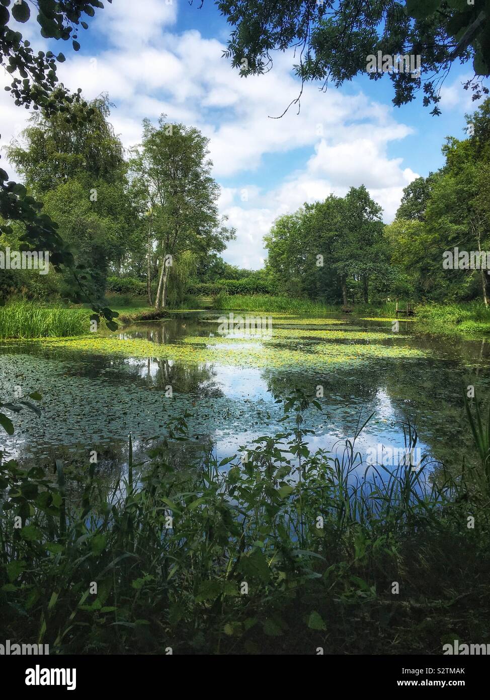 Swelling Hill Pond, Four Marks, Hampshire, England, United Kingdom