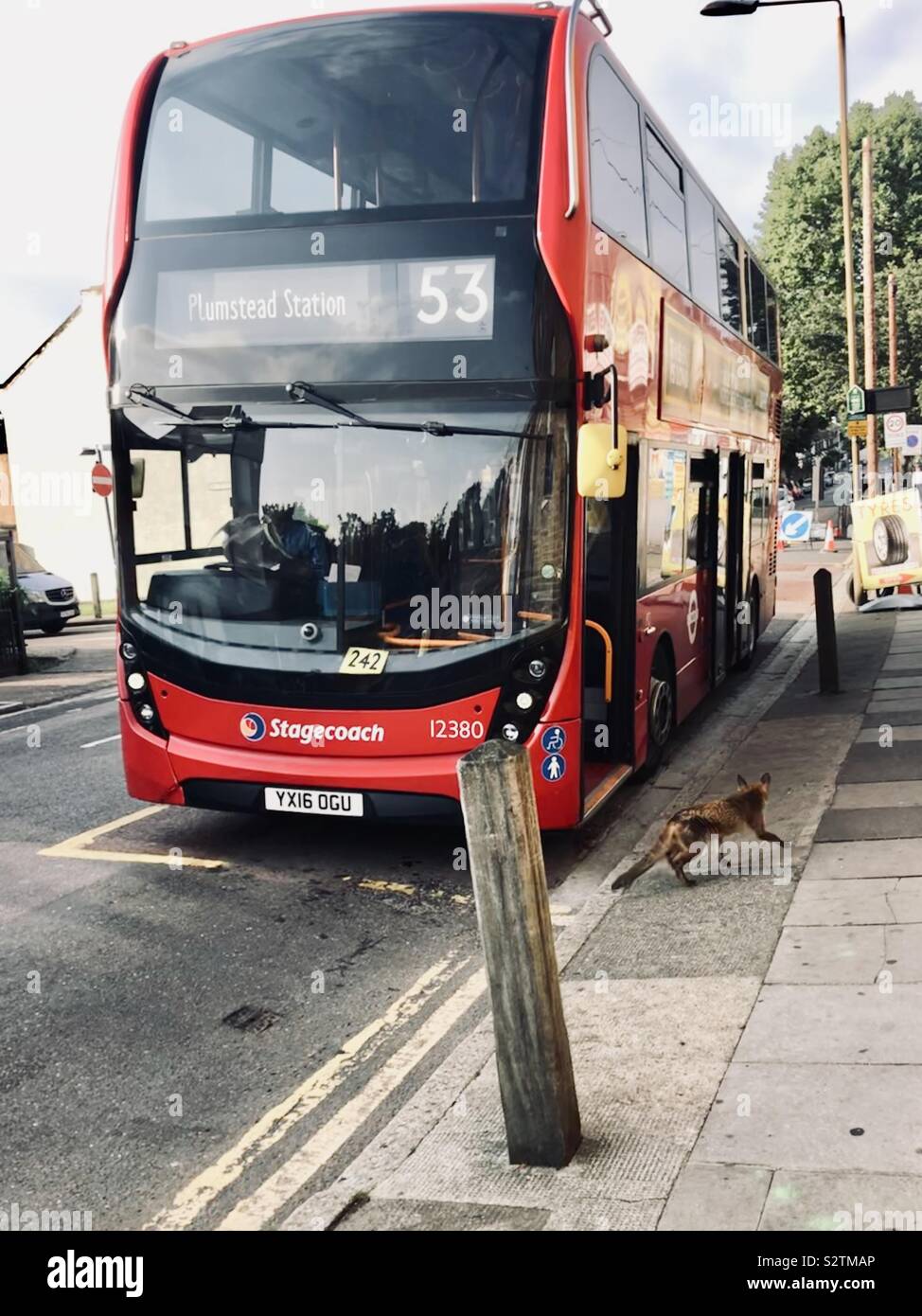 A fox walking past a london bus during the day Stock Photo