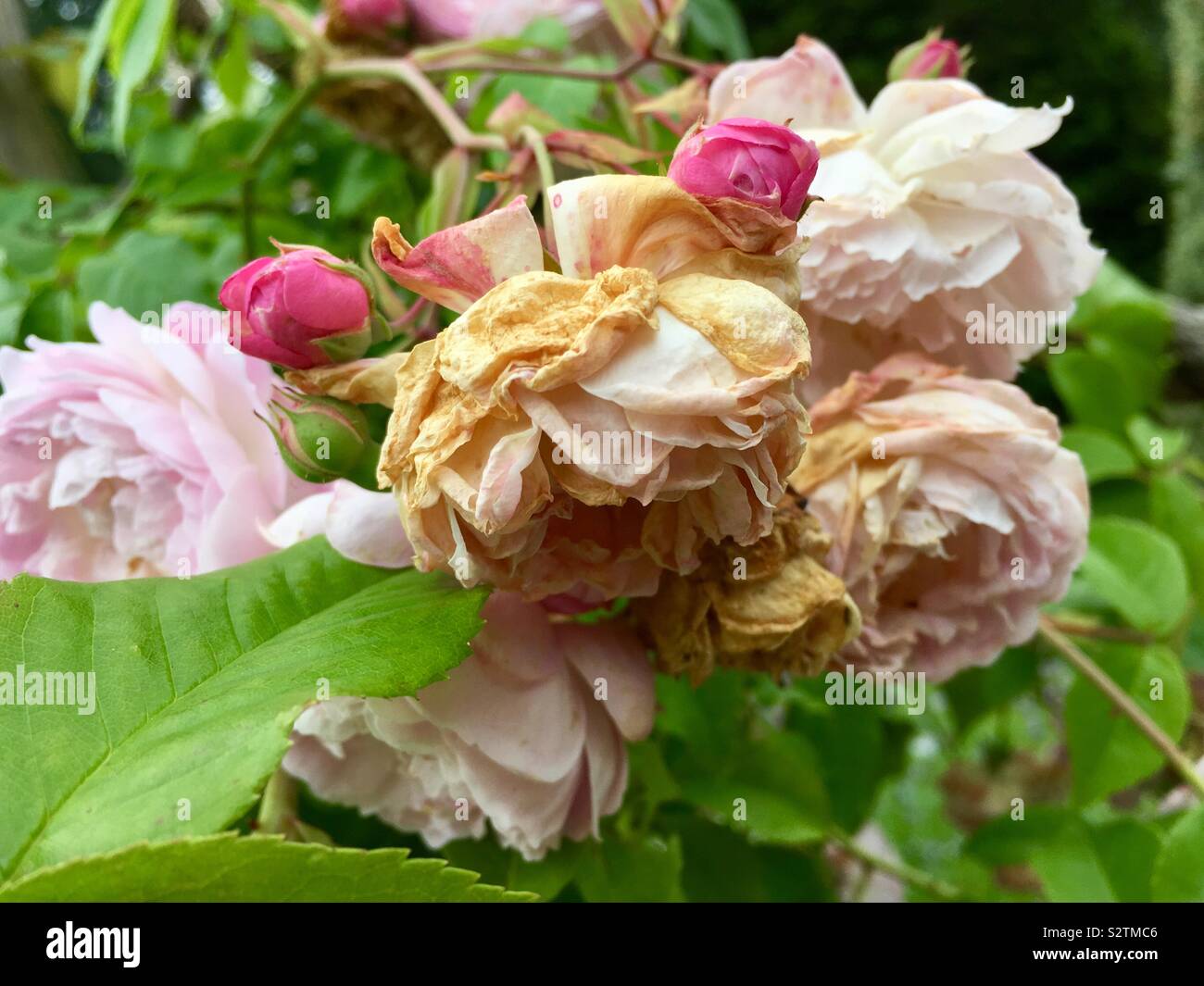 Dying roses hires stock photography and images Alamy