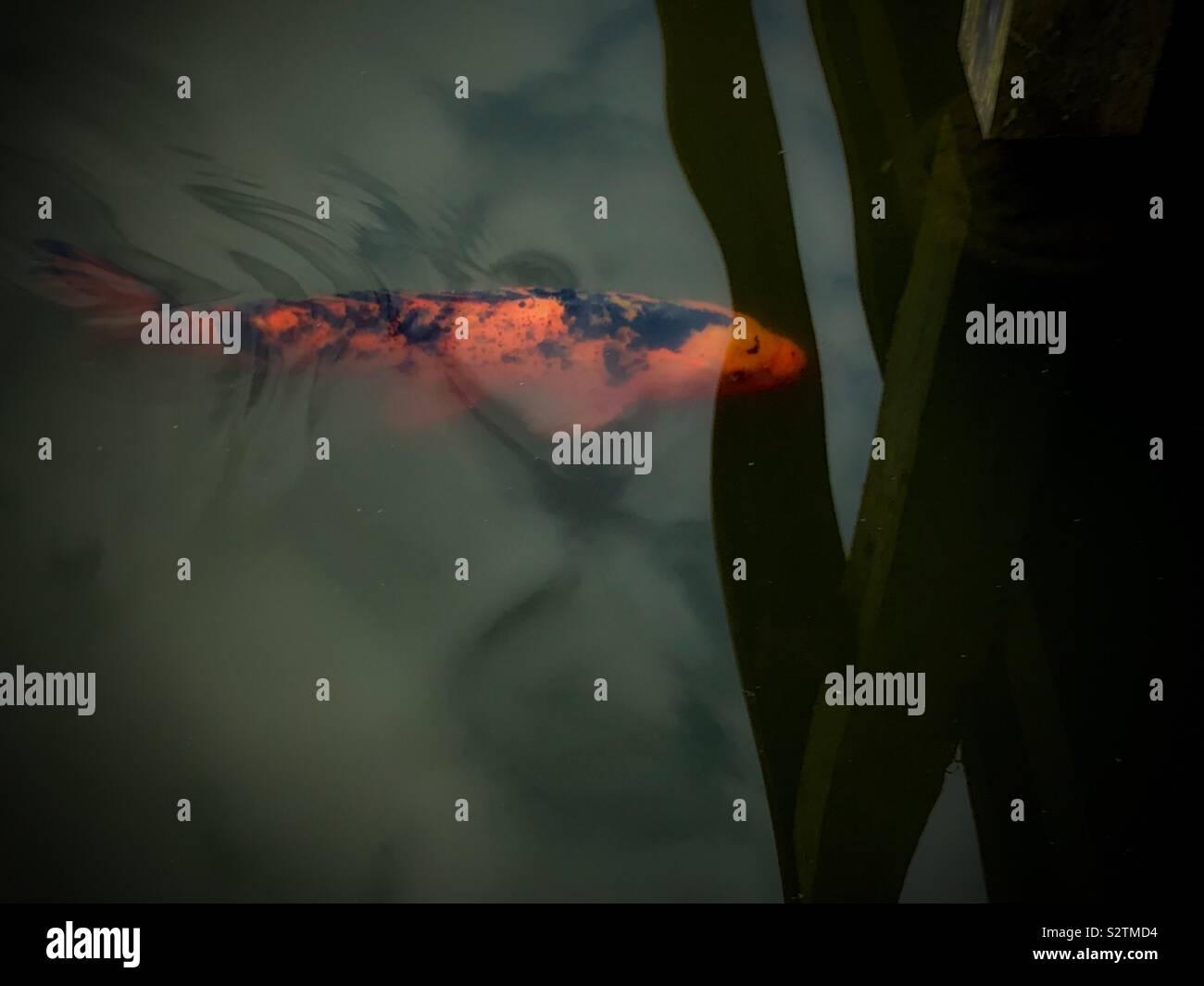 Carp fish in pond at Seattle Japanese Garden, in the Arboretum in summer - Smartphone Captured Stock Image