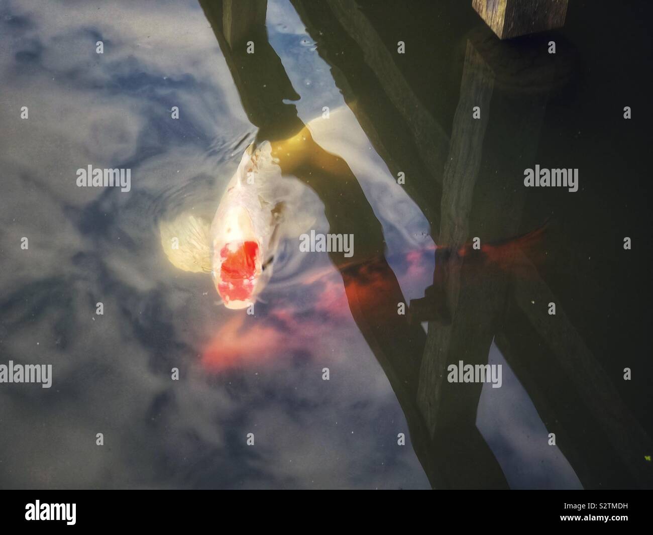Two carp fish under deck in a pond at the Seattle Japanese Garden in the Arboretum- summertime - Smartphone Captured Stock Image