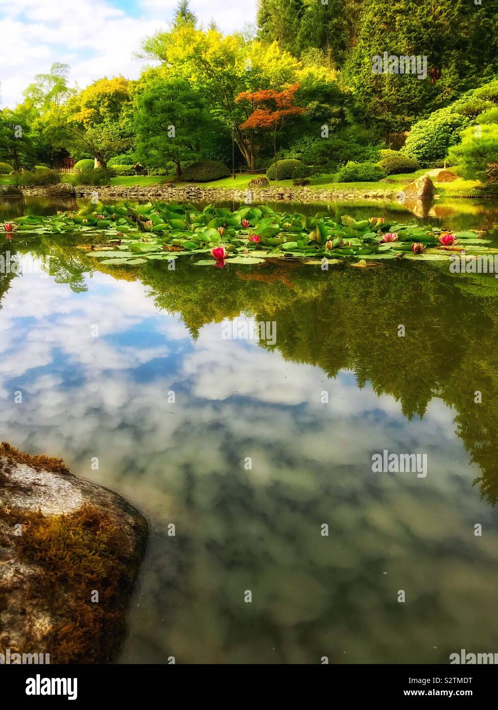 Vivid photo of lilies in fish pond with reflections at the Seattle Japanese Garden in the Arboretum - Smartphone Captured Stock Image