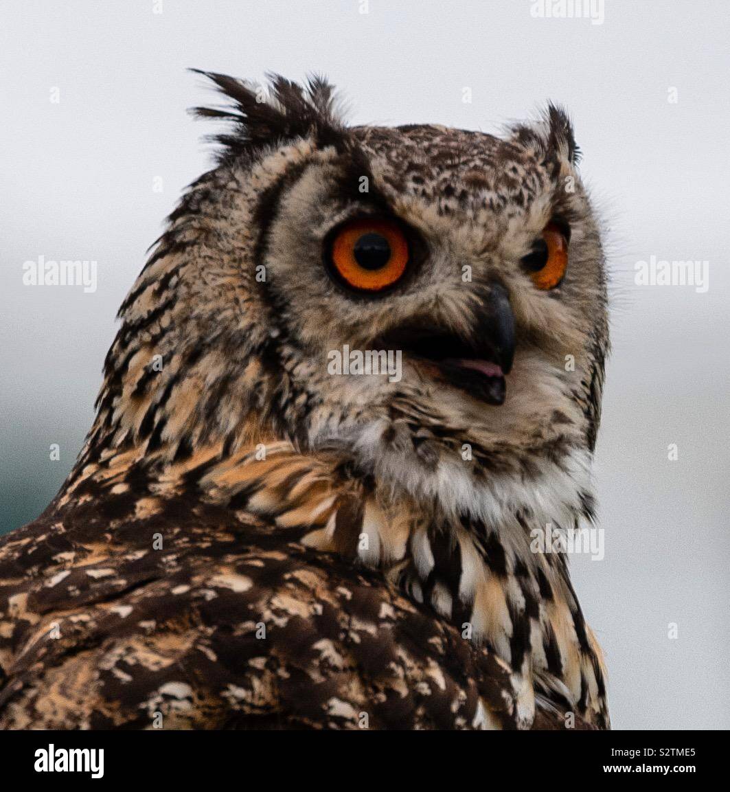 Wise Owl Stock Photo