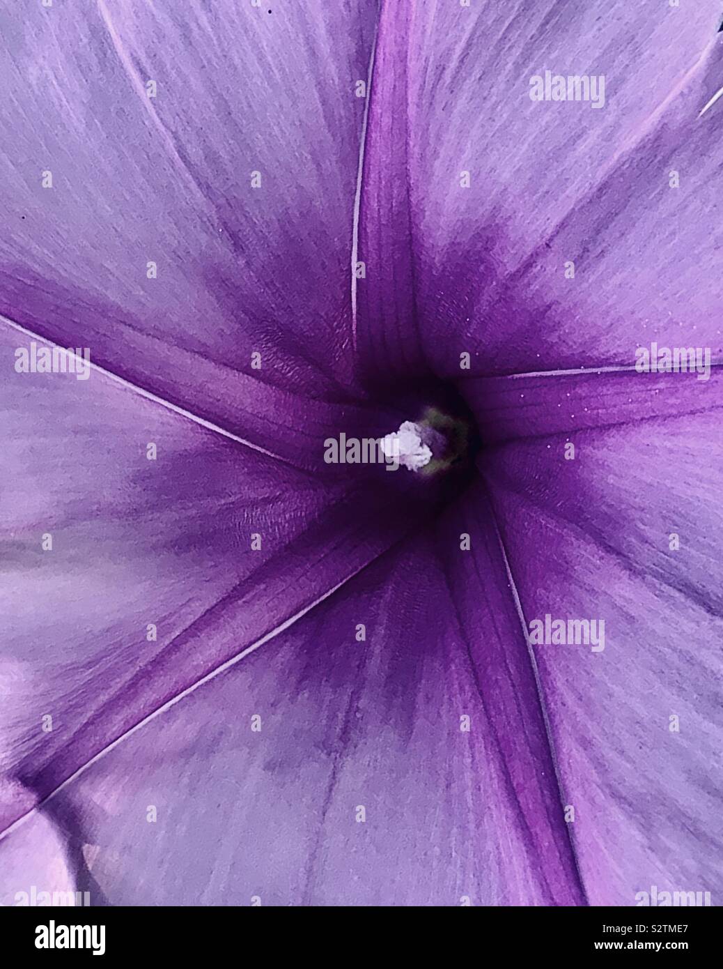 Purple textures hi-res stock photography and images - Alamy