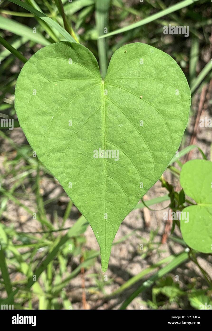 Heart shape vine leaf hires stock photography and images Alamy