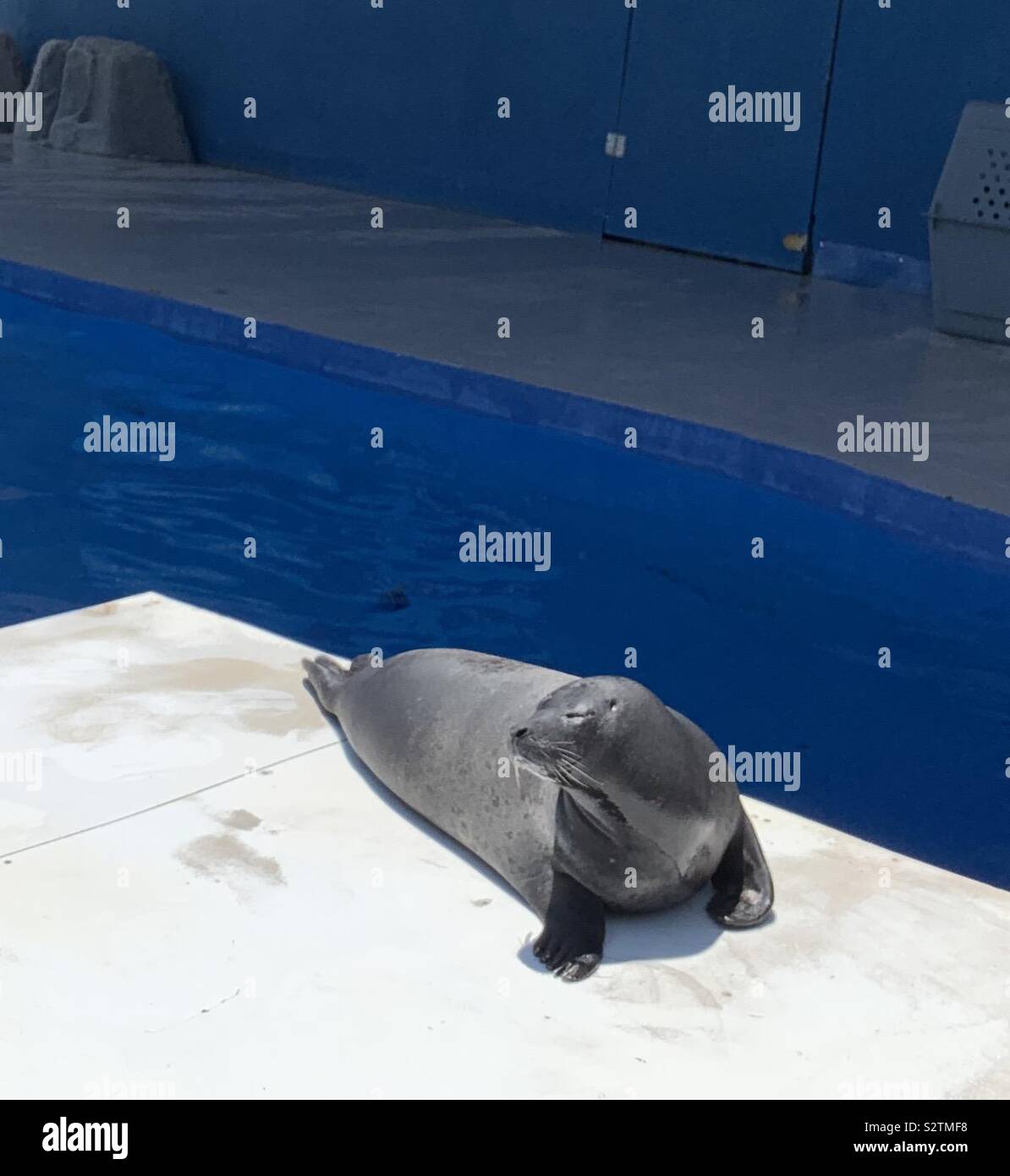 A seal sleeping on a white board outdoors - Smartphone Captured Stock Image