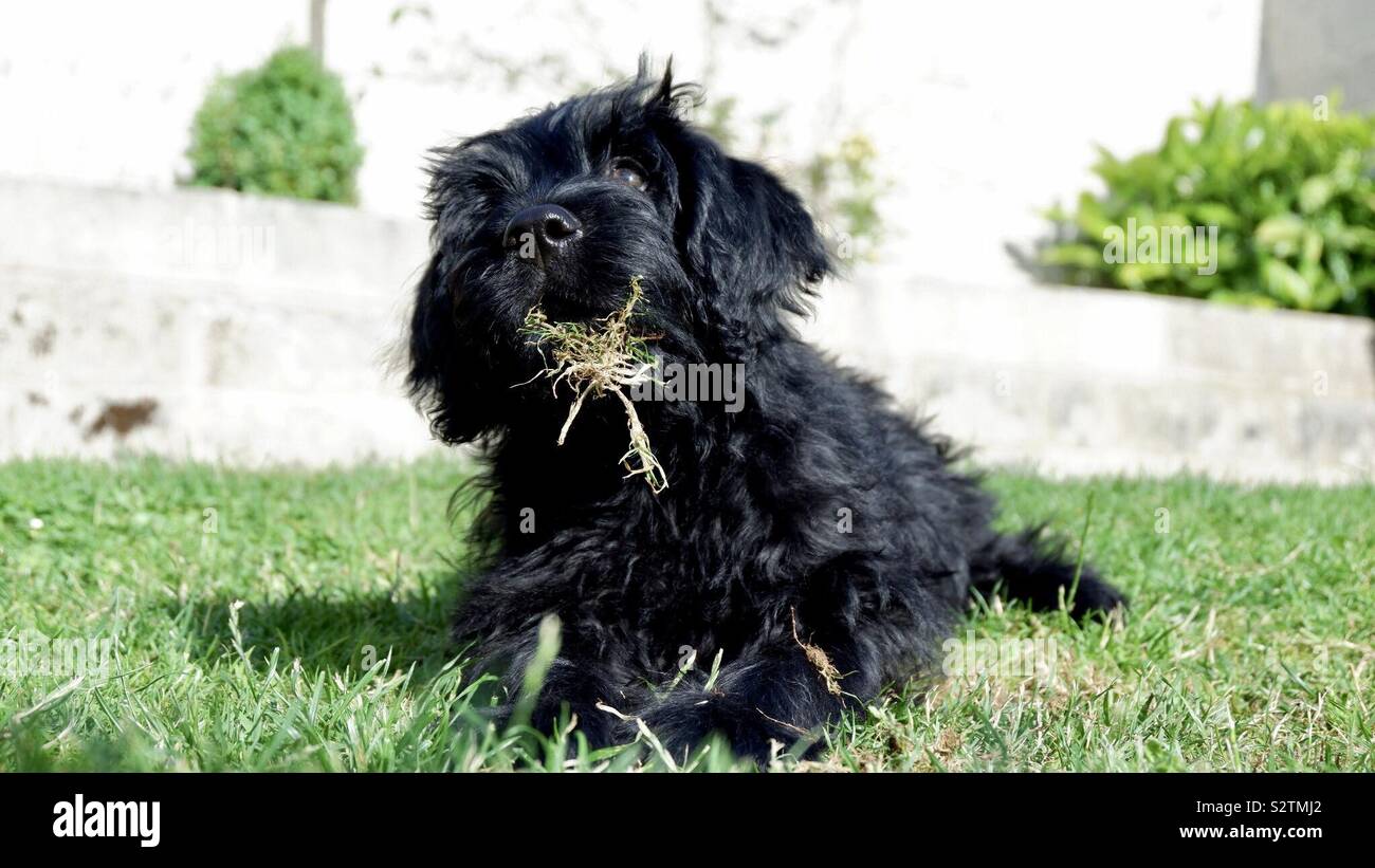 Puppy with grass in its mouth Stock Photo