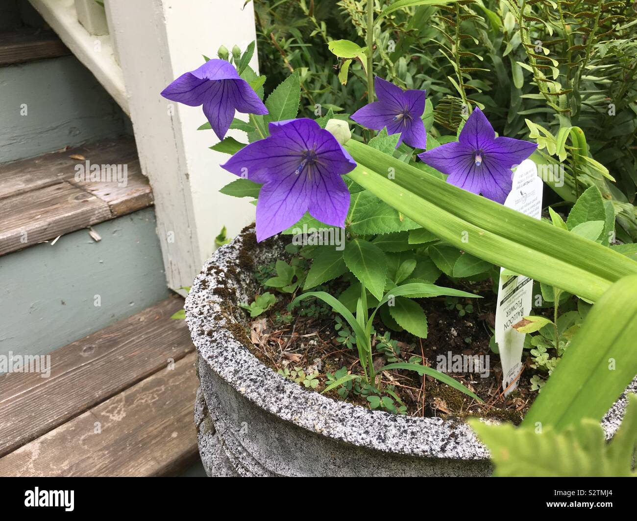 Star gazers - Smartphone Captured Stock Image