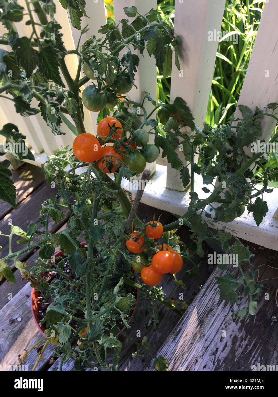 Porch tomato - Smartphone Captured Stock Image