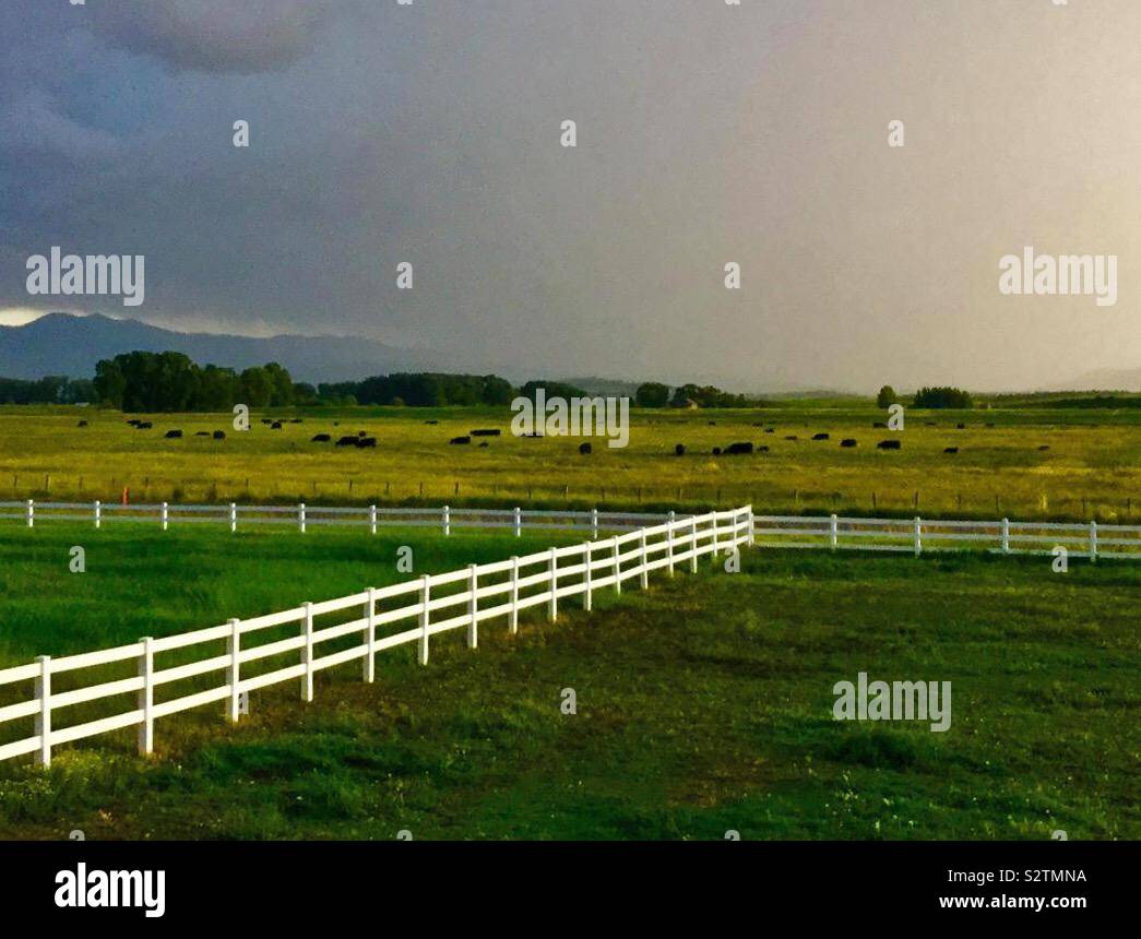Summer storm over Pasture with cows in Wyoming USA  The grand Teton mountains are in the background - Smartphone Captured Stock Image