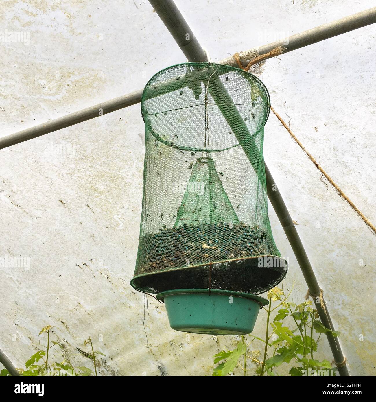 Fly trap filled with flies inside a poly tunnel, Medstead, Alton, Hampshire, England, United Kingdom. - Smartphone Captured Stock Image