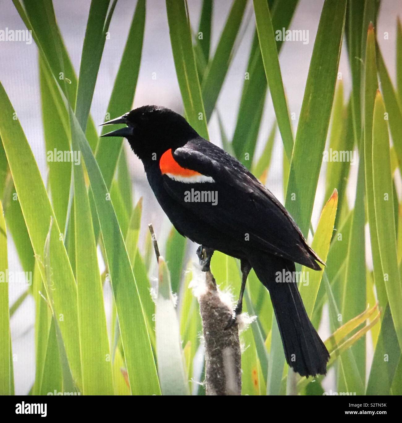 North American birds,Red-winged Blackbird ,(Agelaius phoeniceus) - Smartphone Captured Stock Image