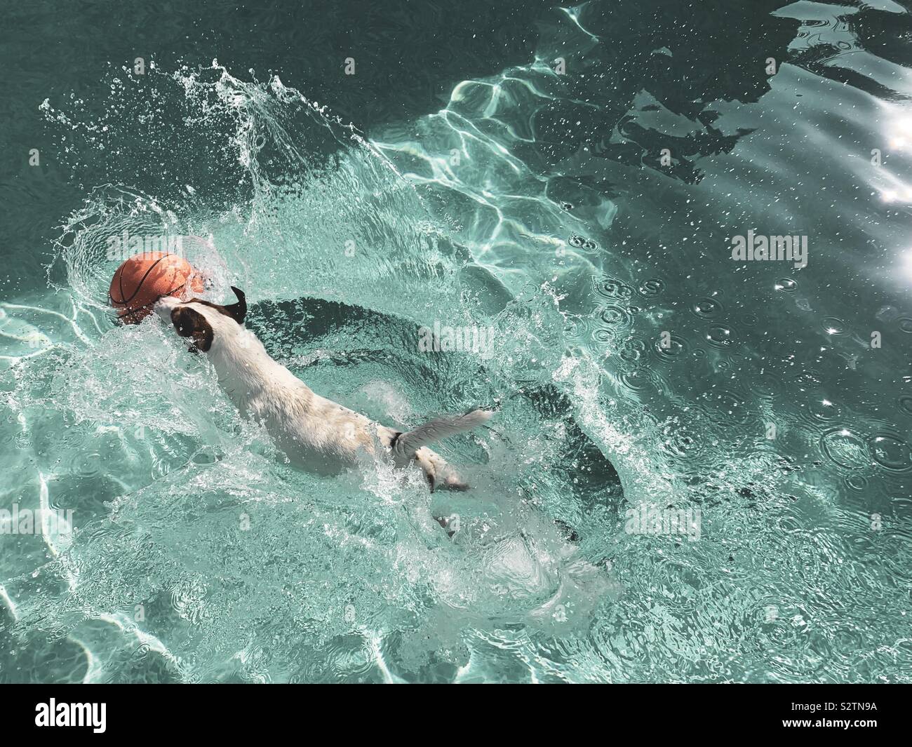 Dog landing in water with a splash after having jumped into swimming pool to reach a floating basketball. - Smartphone Captured Stock Image