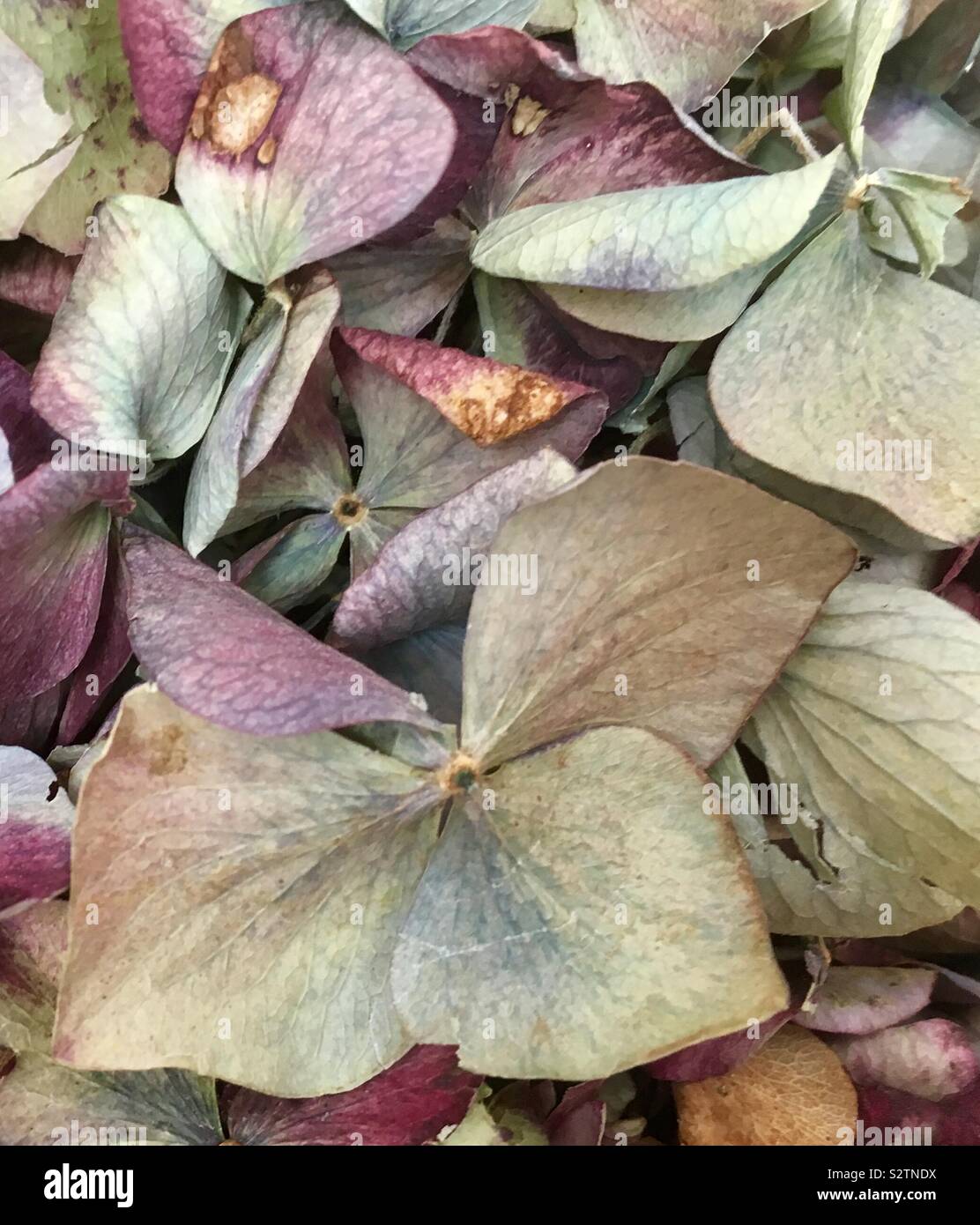 Dried hydrangea flowers Stock Photo Alamy