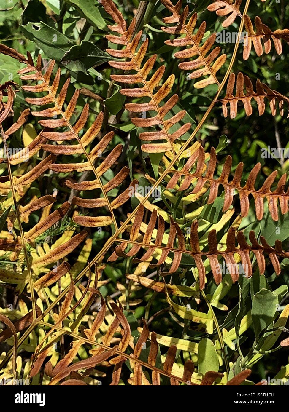 Changing colors of forest wild fern leaves - Smartphone Captured Stock Image