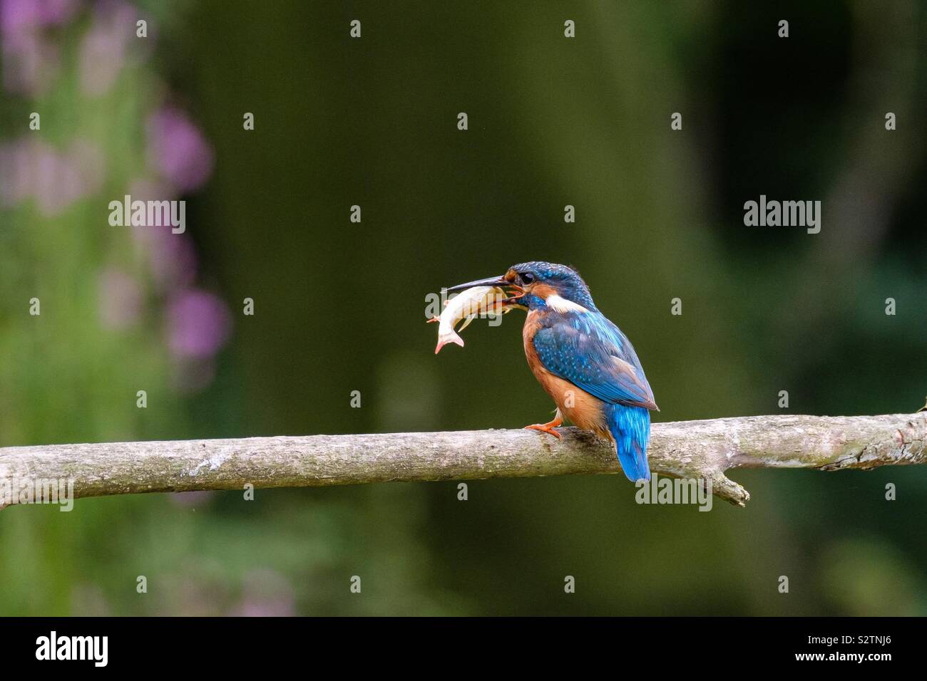 A female kingfisher holds a fish it has just caught in its beak. - Smartphone Captured Stock Image