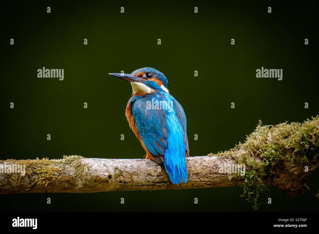 Portrait of a male kingfisher on a moss covered branch - Smartphone Captured Stock Image
