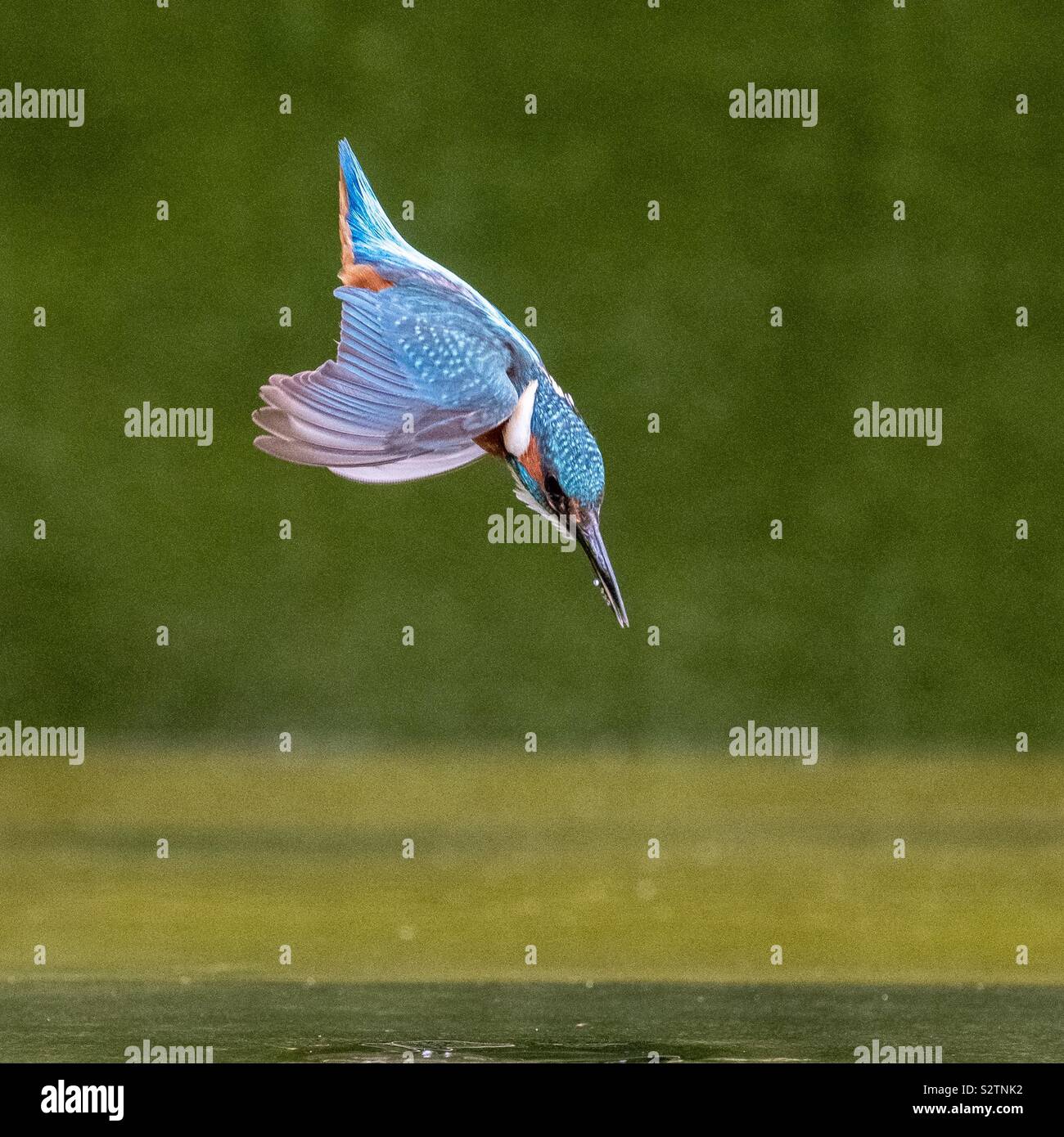 Kingfisher diving for fish - Smartphone Captured Stock Image