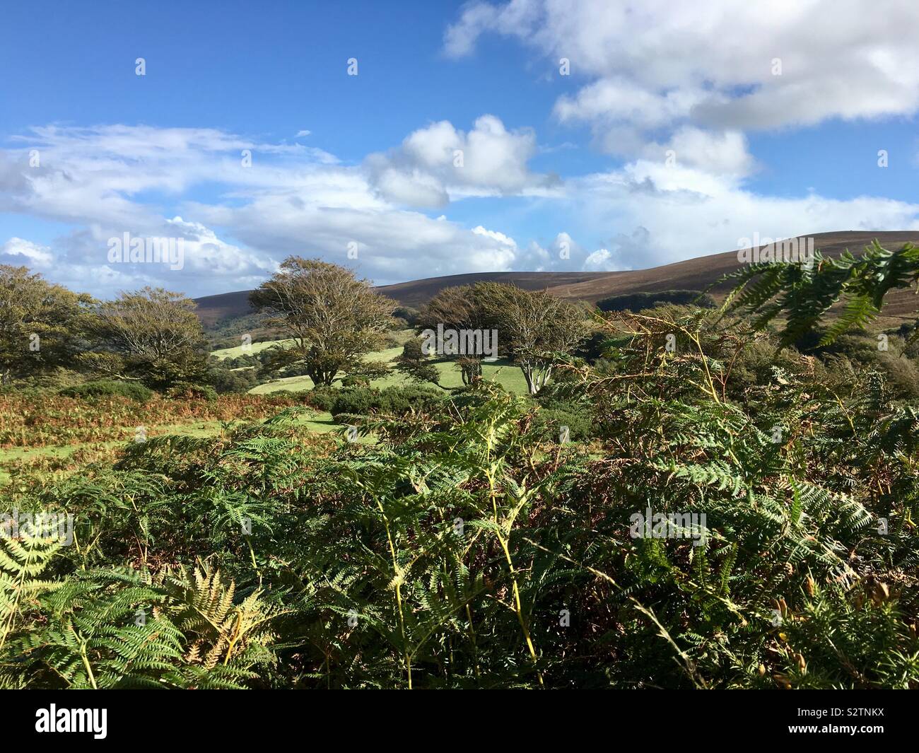 New forest landscape hi-res stock photography and images - Alamy