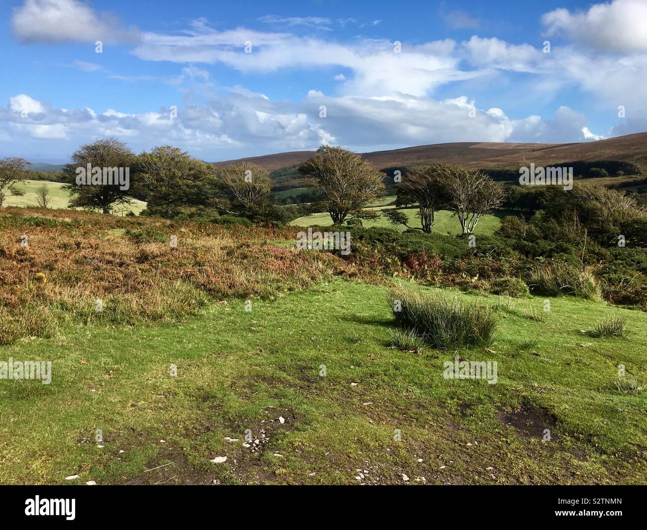 New forest landscape hi-res stock photography and images - Alamy