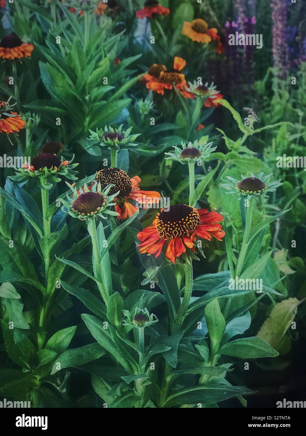 Flowers in the sun Stock Photo Alamy