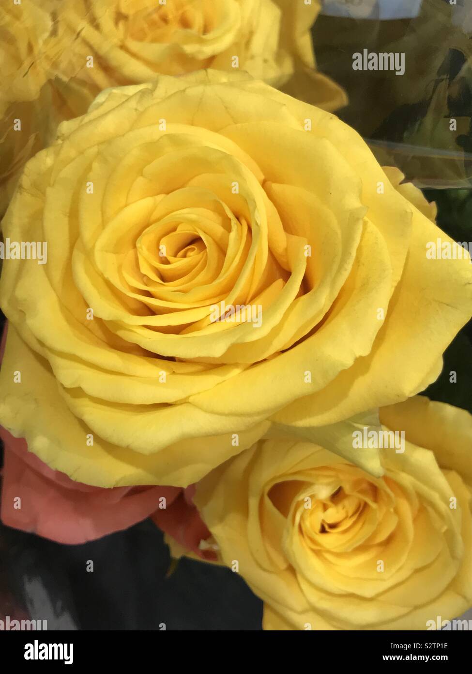 Bunch of Yellow roses Stock Photo