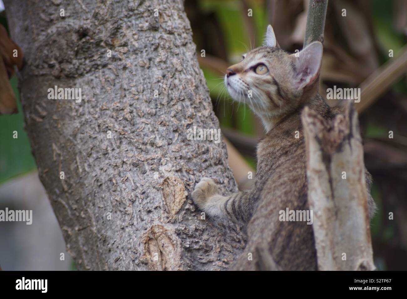 Cat on the trees - Smartphone Captured Stock Image