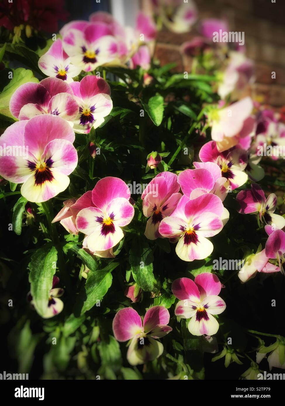 Violas in a pot close up England UK United Kingdom GB Great Britain - Smartphone Captured Stock Image