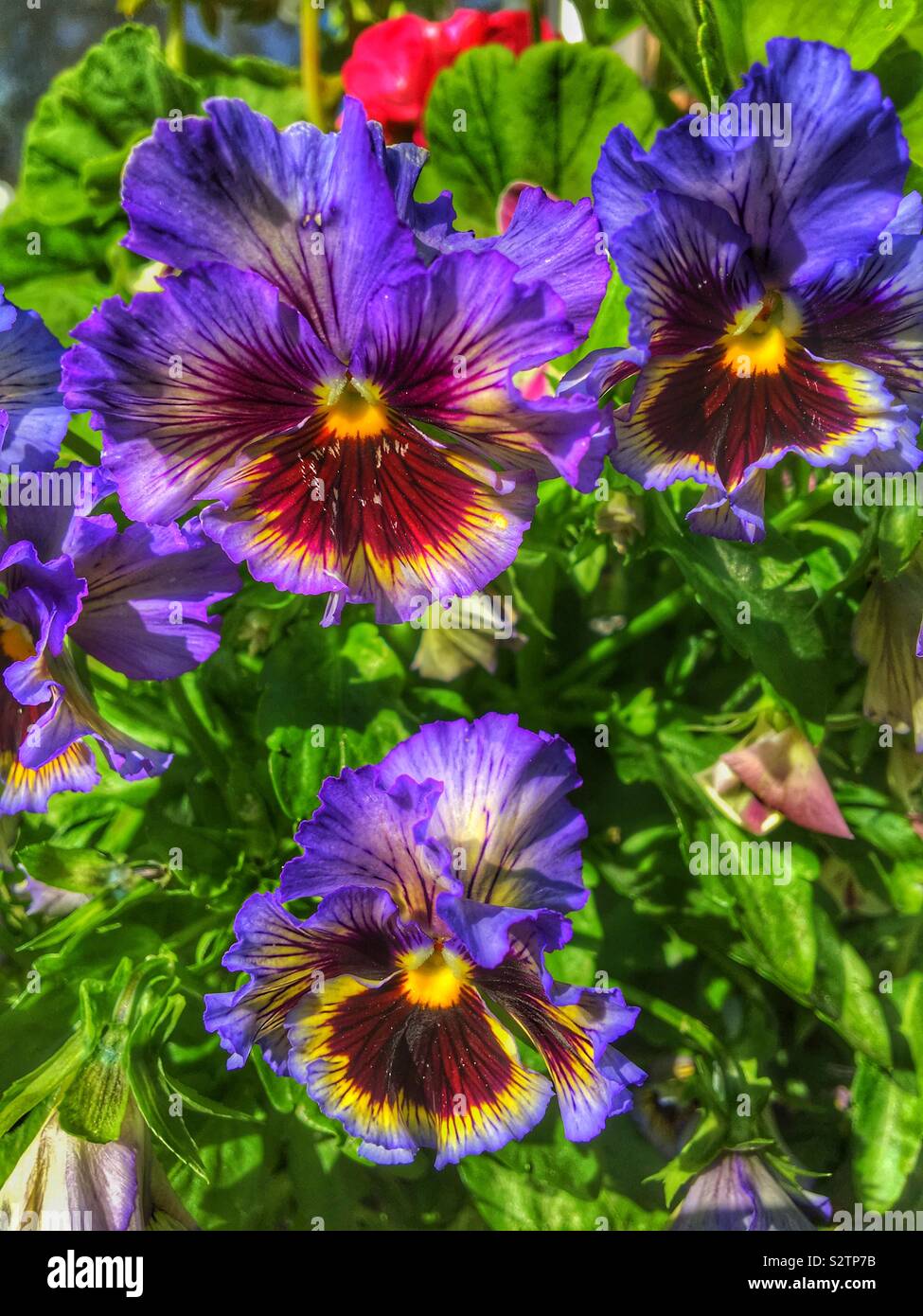 Frilly pansies close up Stock Photo
