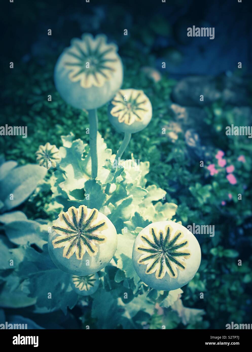 Poppy seedheads - Smartphone Captured Stock Image