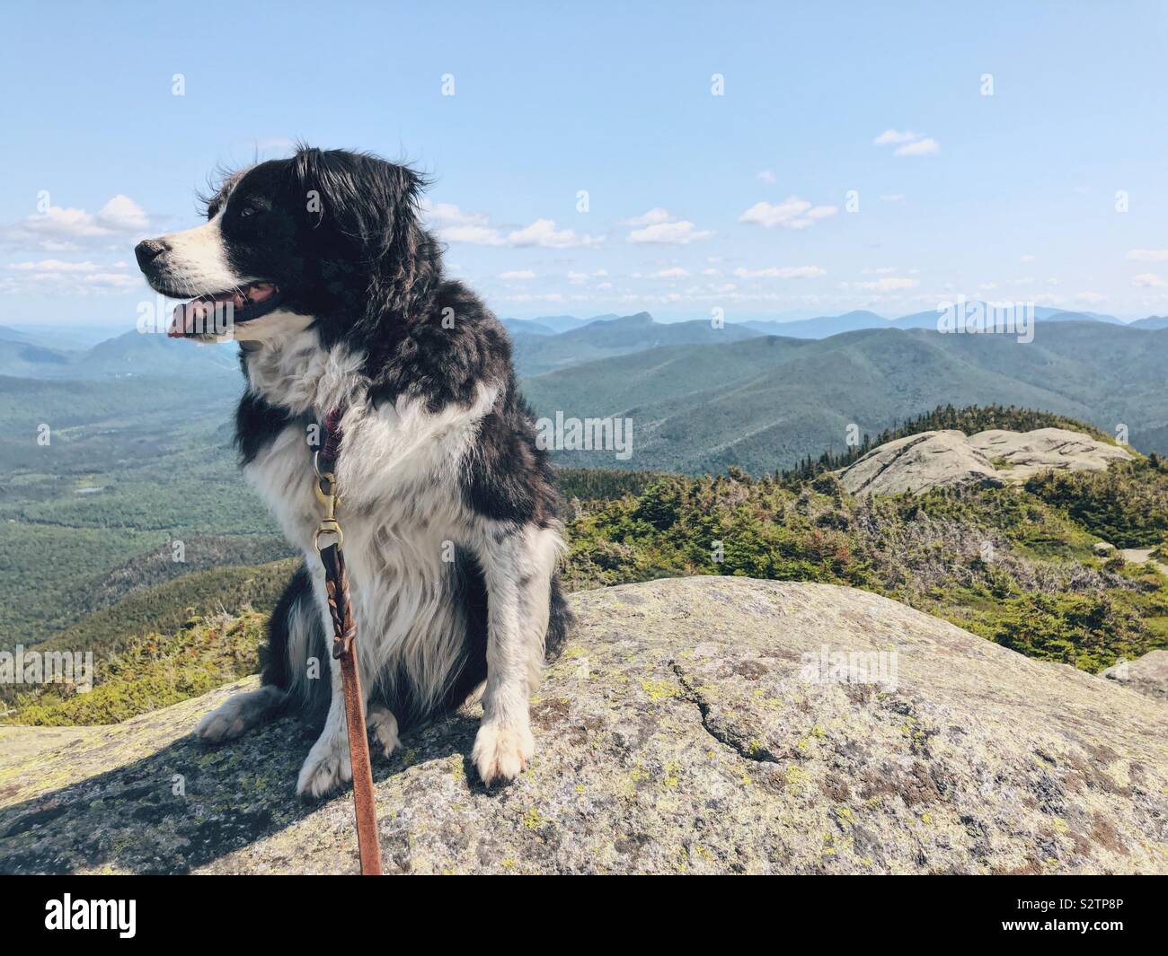 Australian shepherd on the summit of Wright Mt Stock Photo