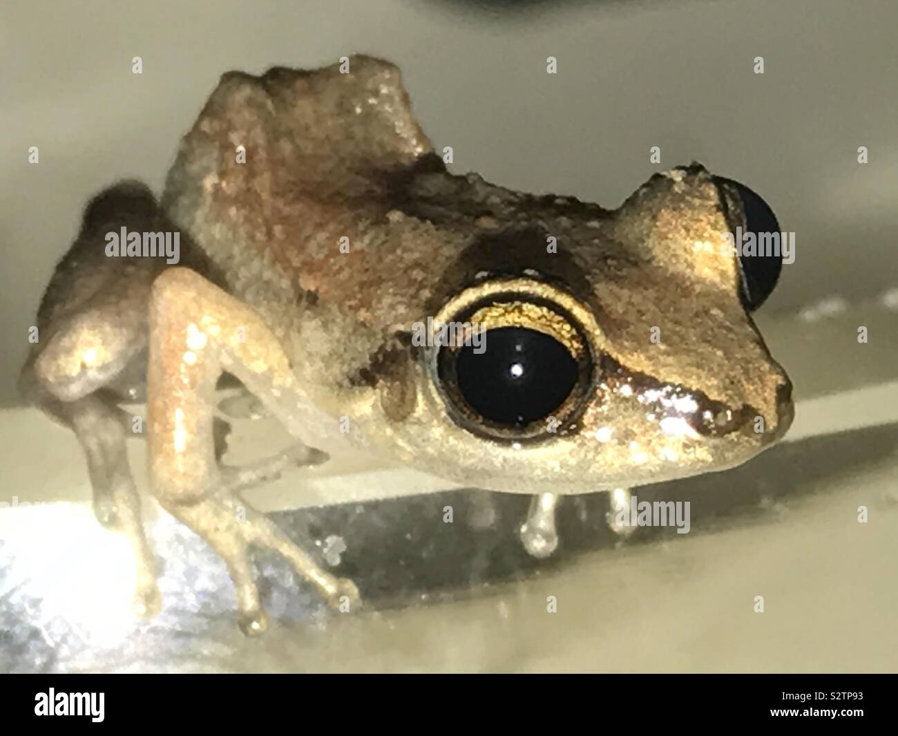 Lesser Antillean Whistling Tree Frog - St.Lucia, West Indies - Smartphone Captured Stock Image
