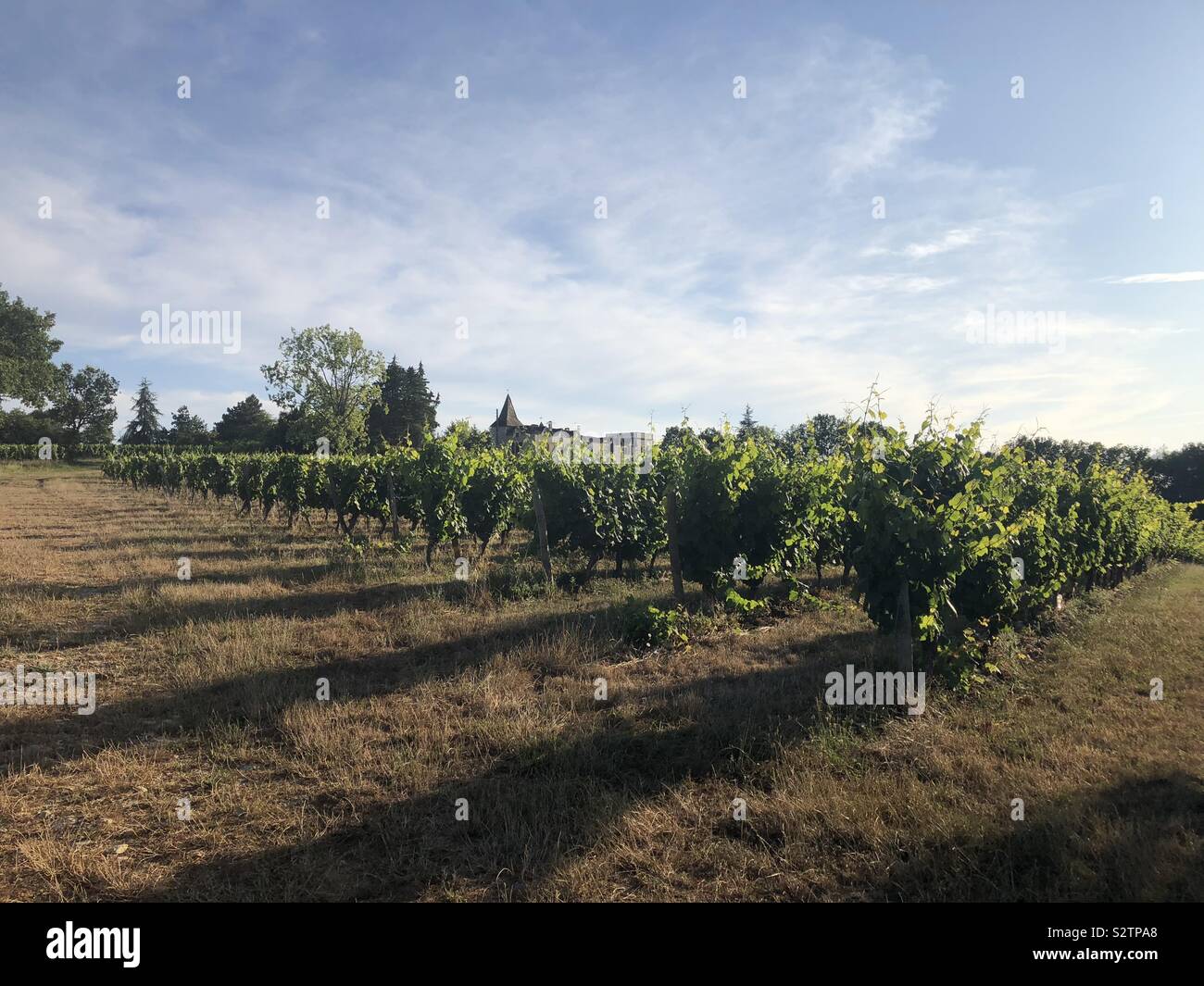 Vineyard in the late evening sun - Smartphone Captured Stock Image
