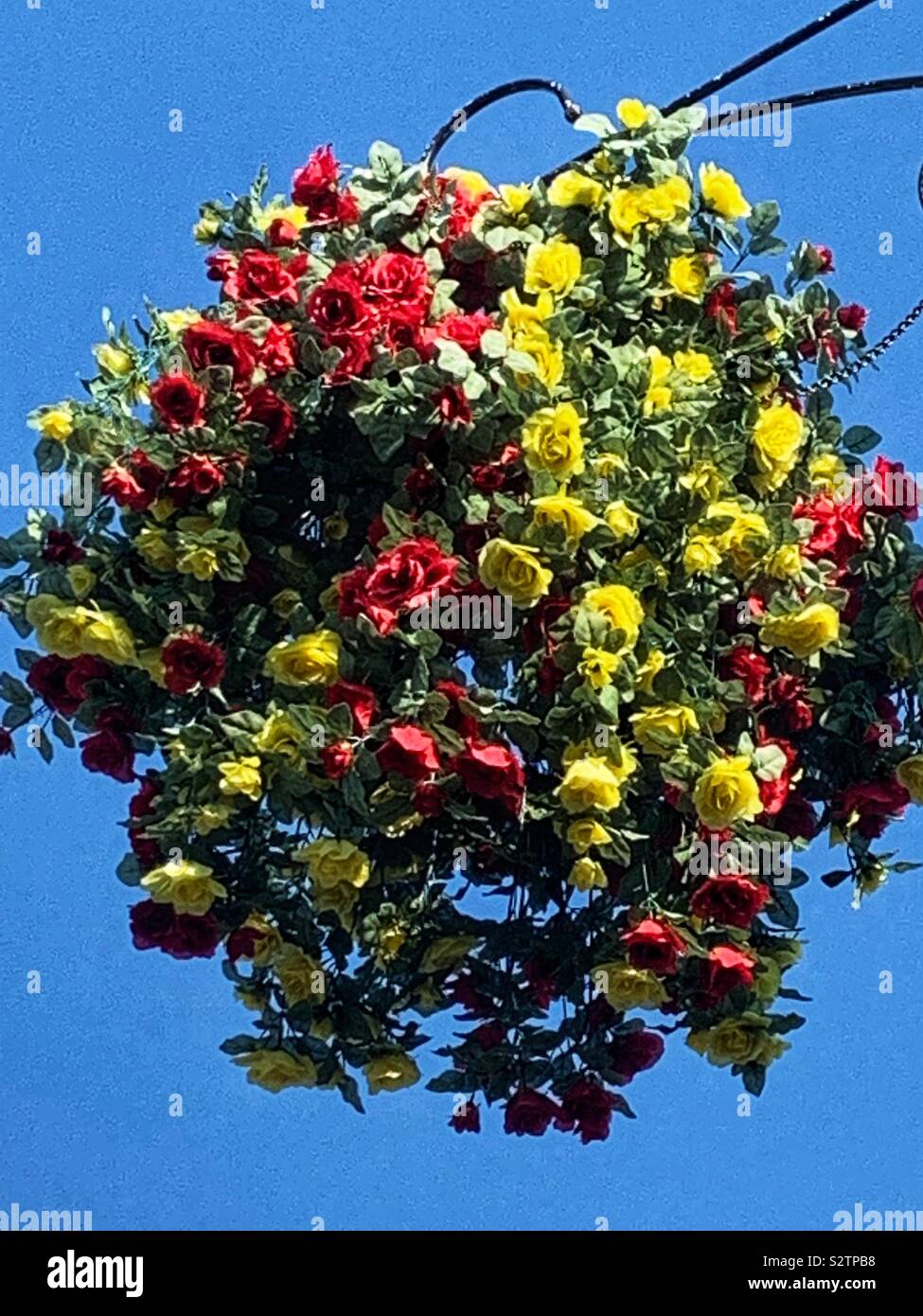Huge hanging street planter full of yellow and red roses. - Smartphone Captured Stock Image