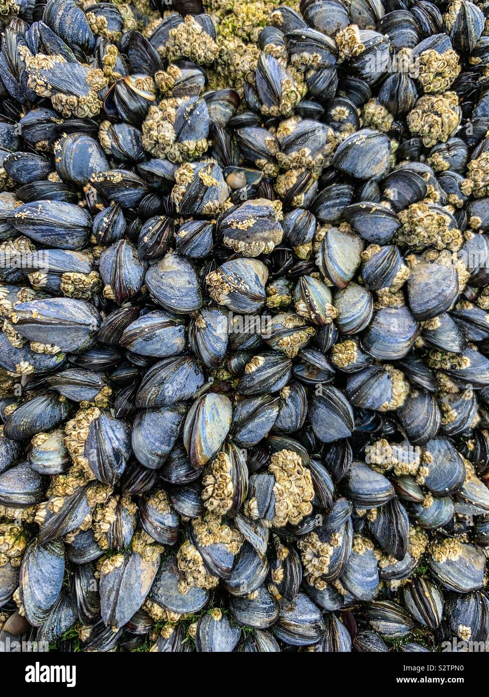 Black clams and mussels on beach wall Stock Photo