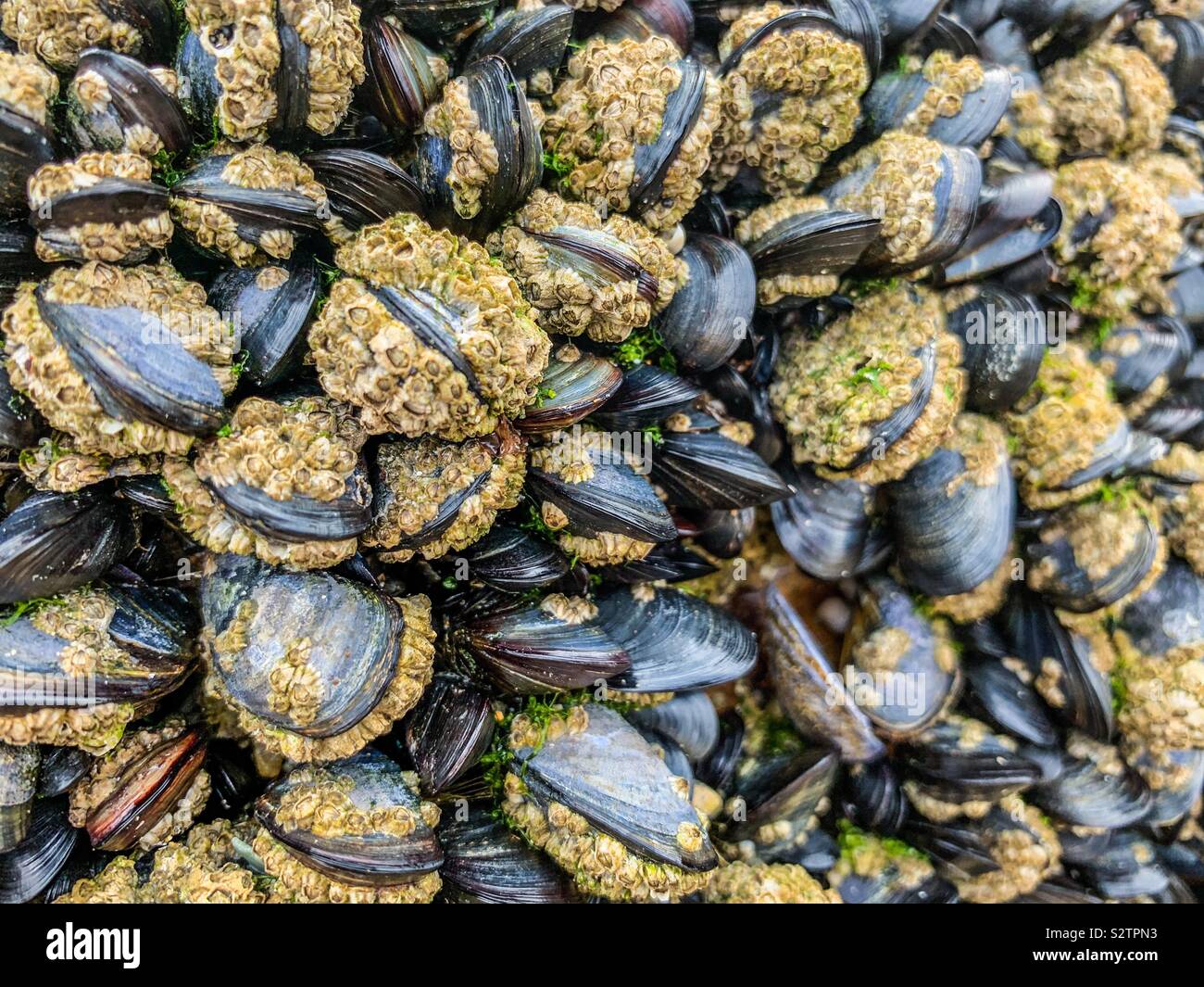 Black clams and beards Stock Photo - Alamy