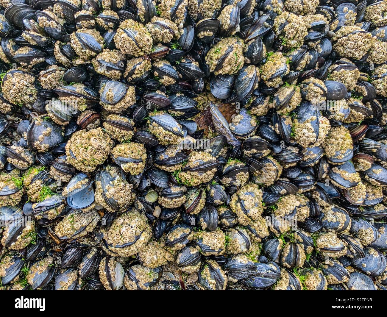 Black clams and mussels with beards Stock Photo Alamy