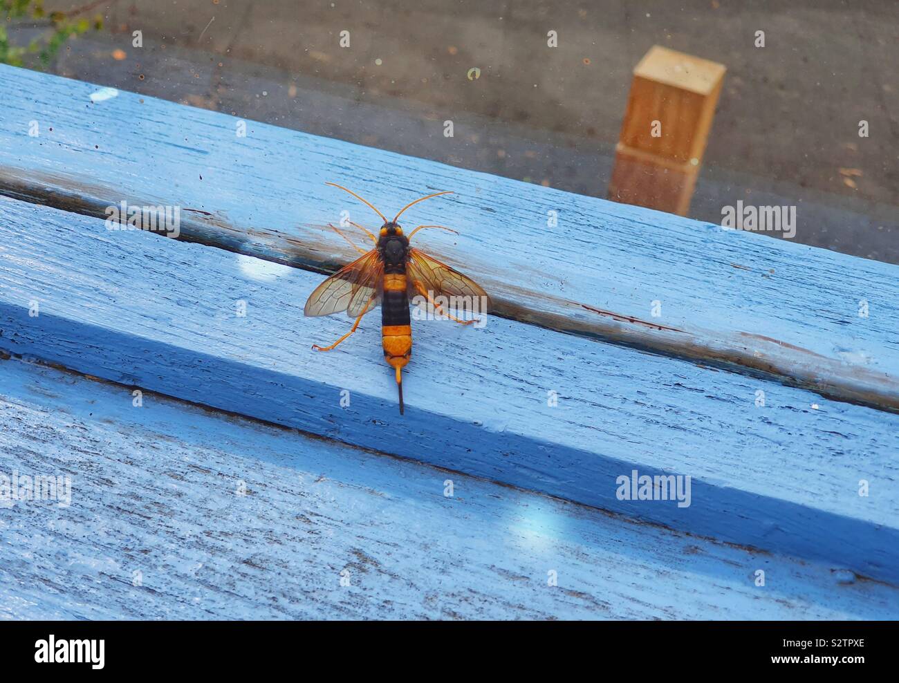 Wood wasp on blue wood Stock Photo