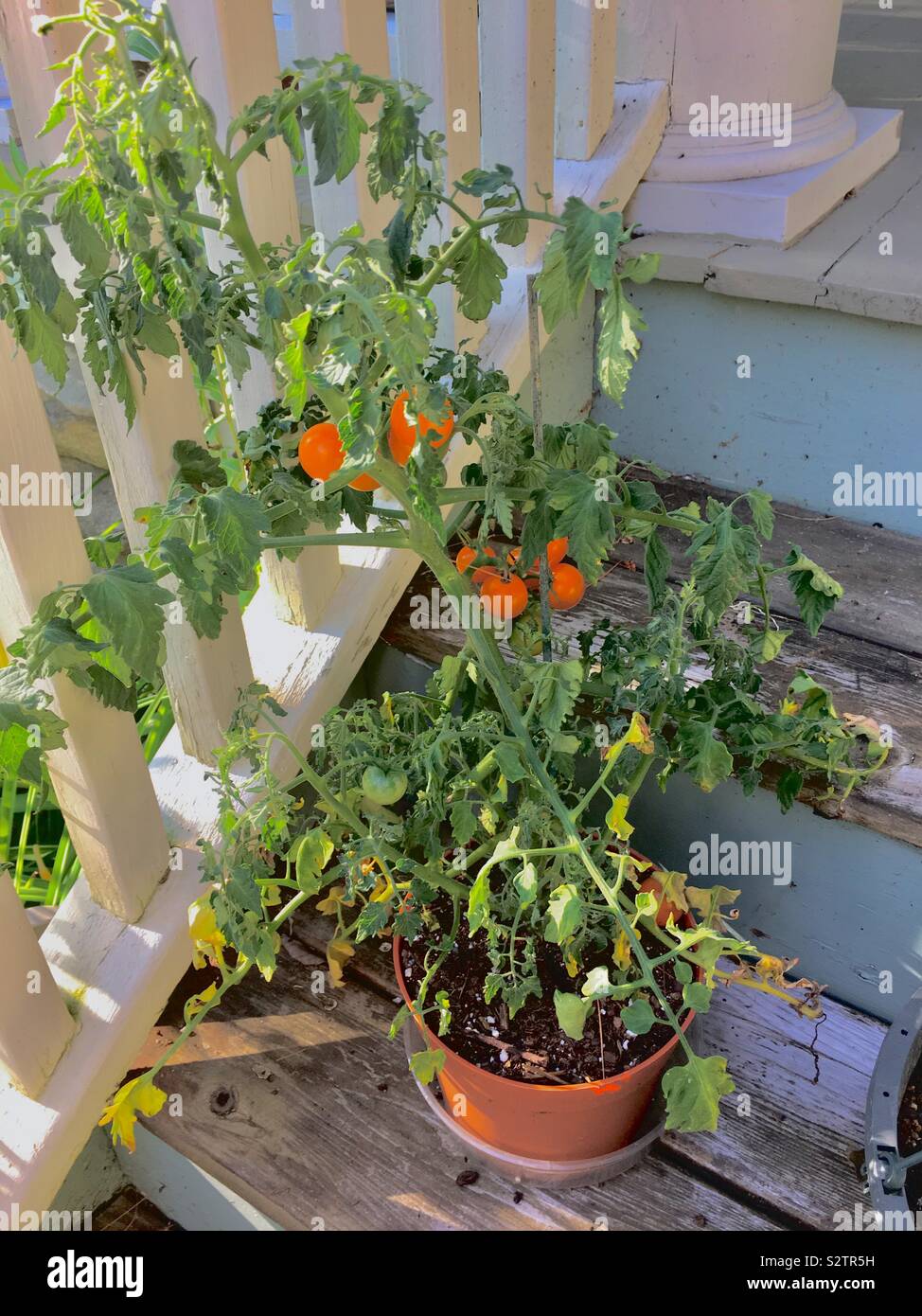 Cherry tomatoes Stock Photo