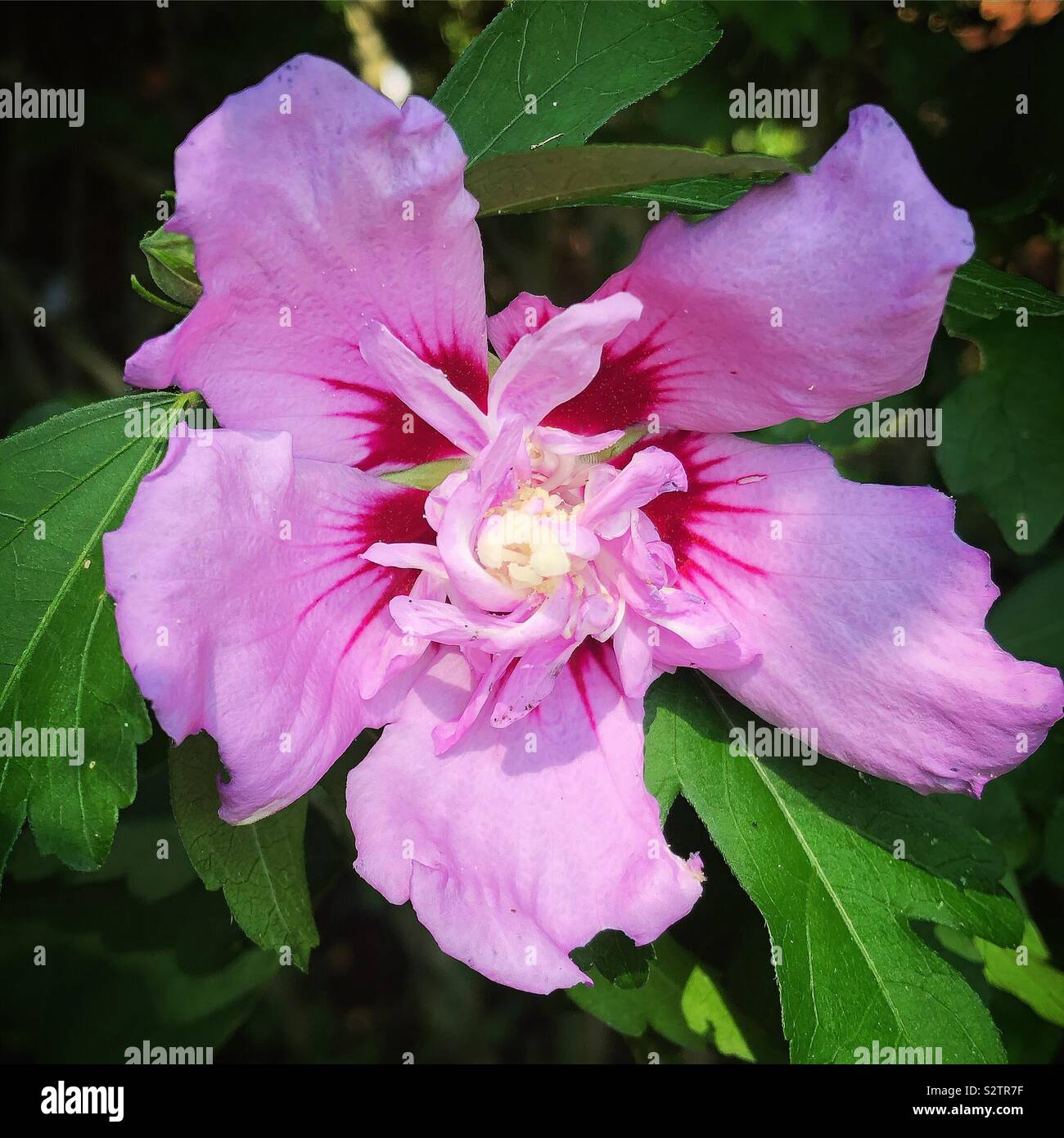 Rose of Sharon Stock Photo Alamy