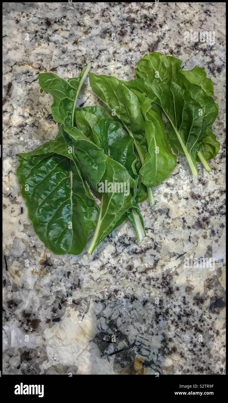 Swiss chard from the vegetable garden. - Smartphone Captured Stock Image