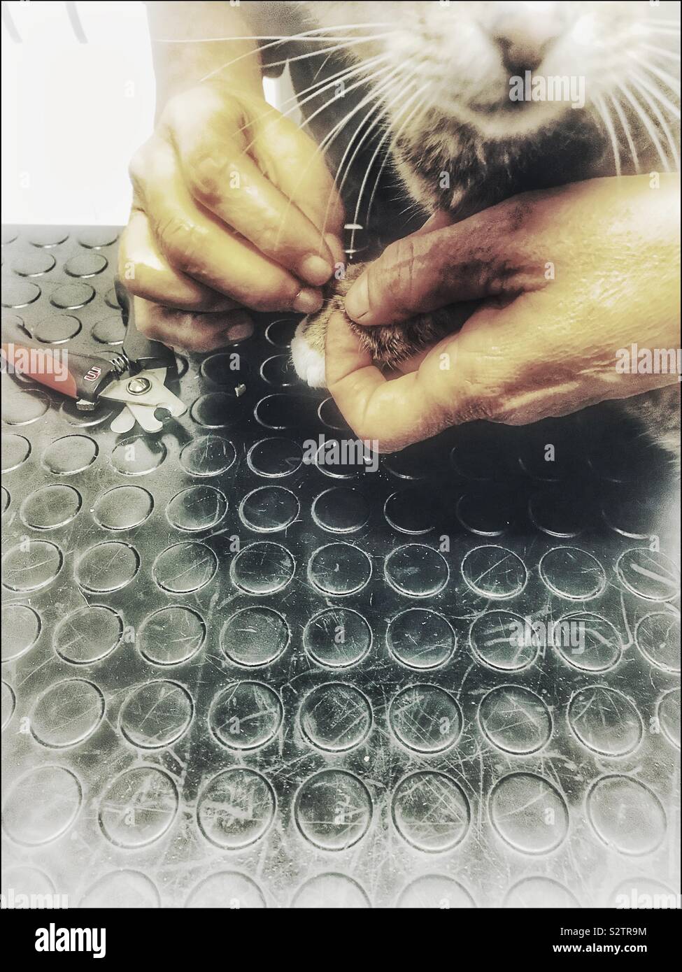 Cat having his nails trimmed at the veterinary clinic Stock Photo Alamy