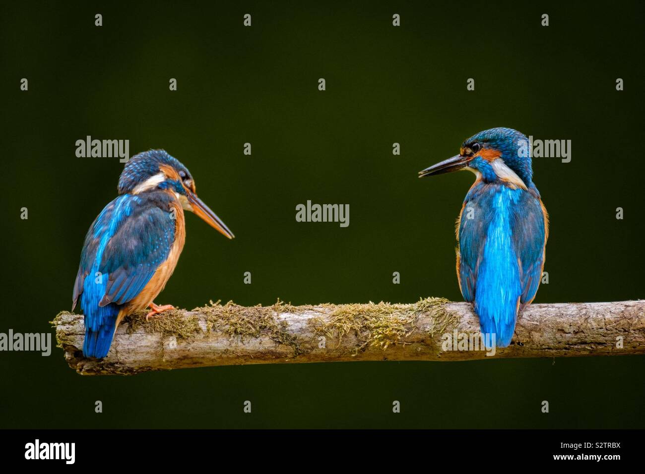 A breeding pair of Kingfishers on a branch. Stock Photo