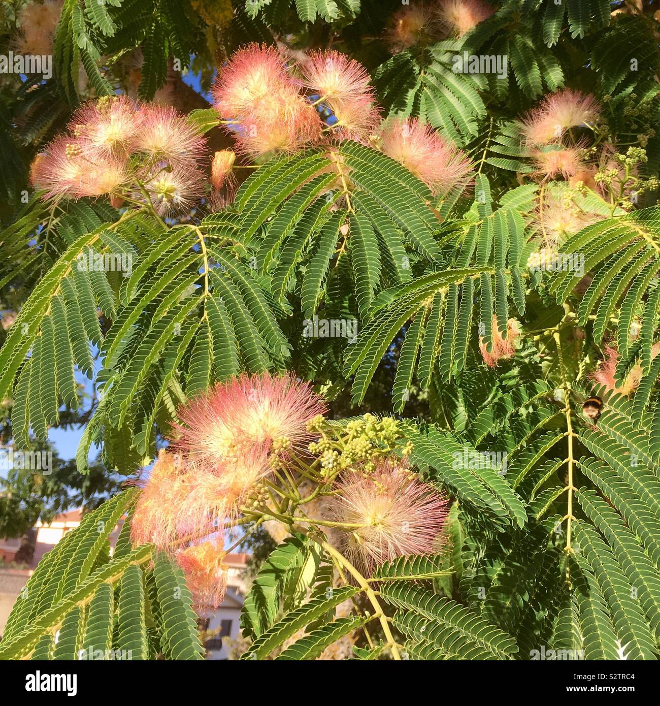 Albizia julibrissin, Ombrella silk tree in Sardinia Stock Photo