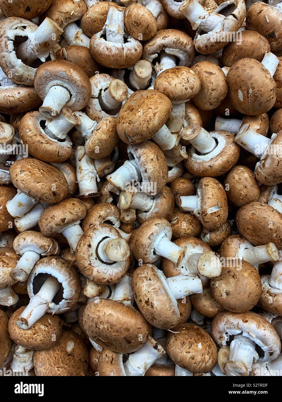 Full frame of many brown Cremini mushrooms. Stock Photo
