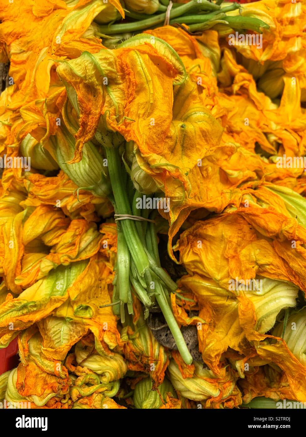 Full frame of a bunch of fresh zucchini flowers for sale. Stock Photo